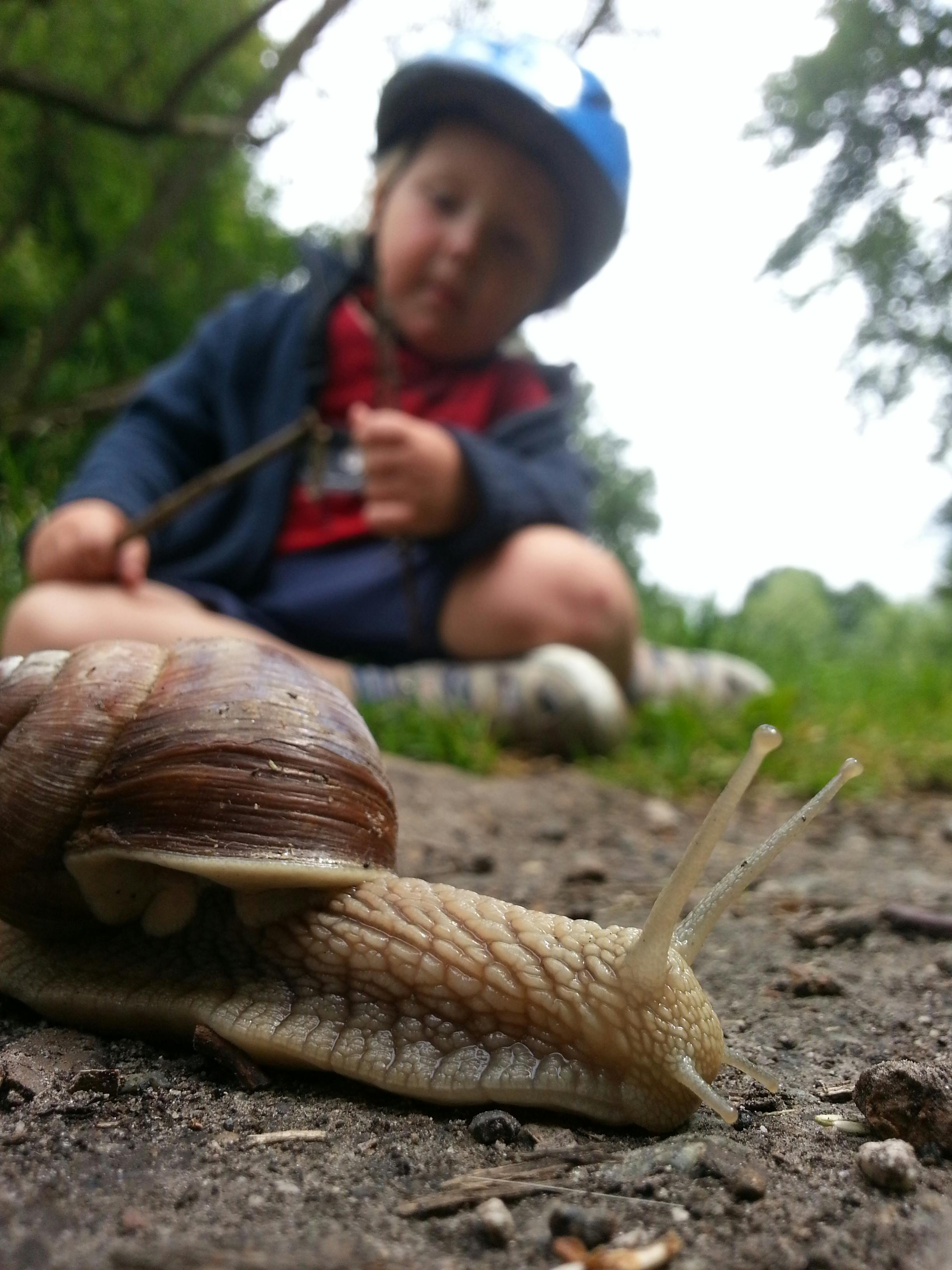 Little Thor inspecting a giant Belgian snail