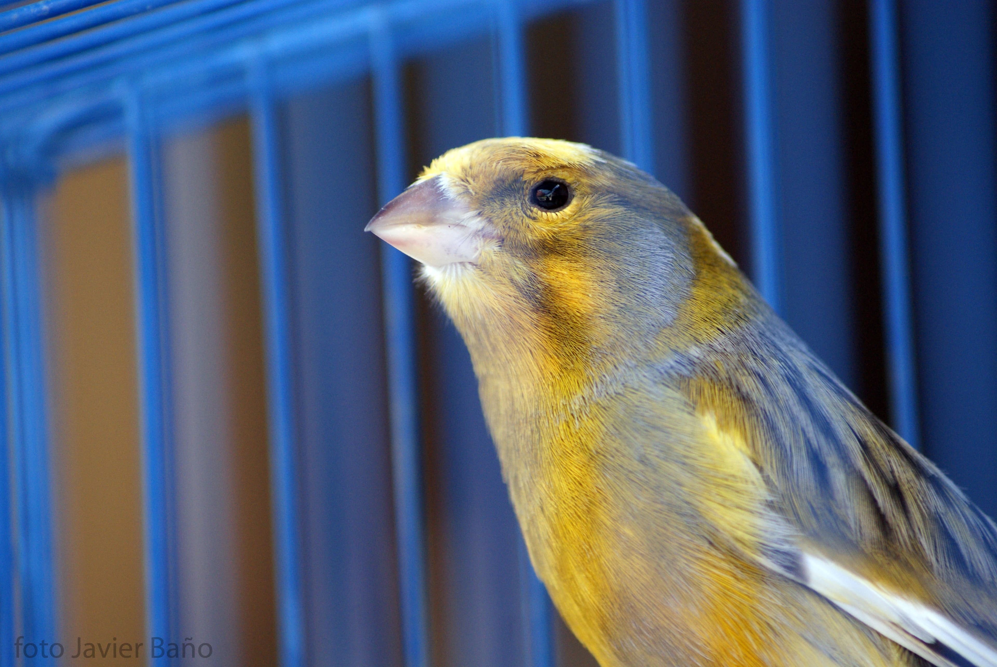 Canary (Javier Baño  |  pixabay.com)