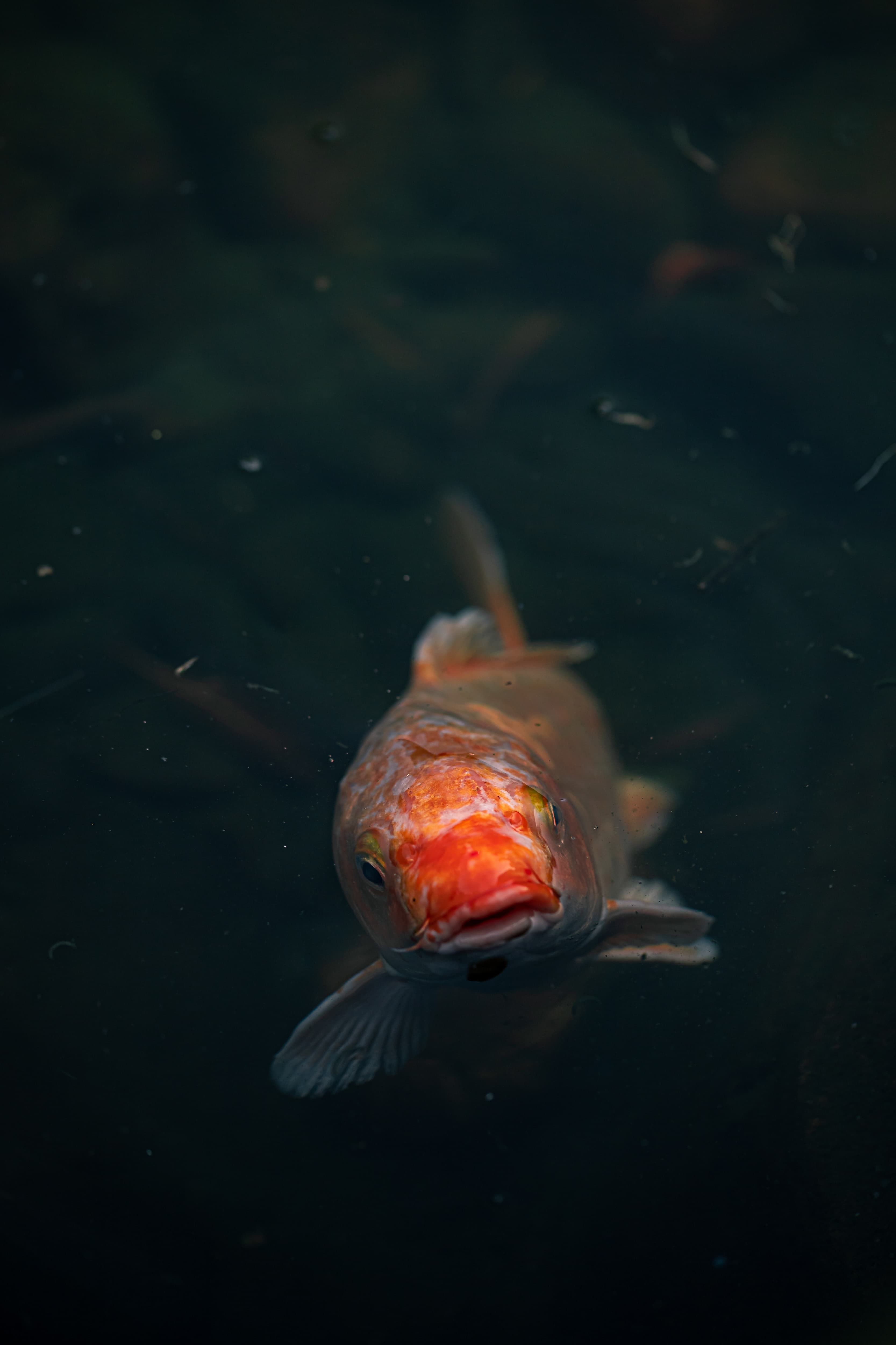 A likely likeness of Hubley (Tina Vanhove  |  unsplash.com)