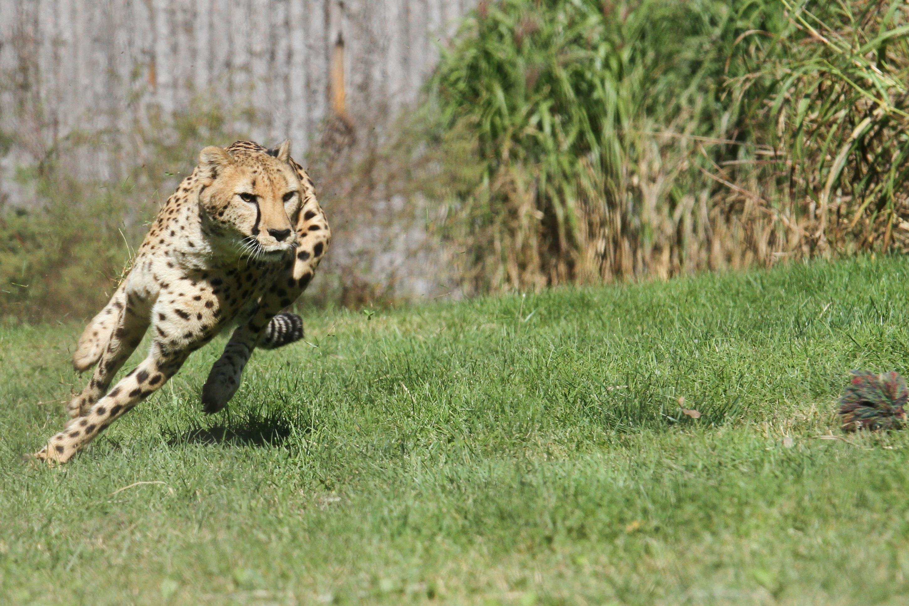 Fast like a cheetah (Mark Dumont  |  Flickr.com)