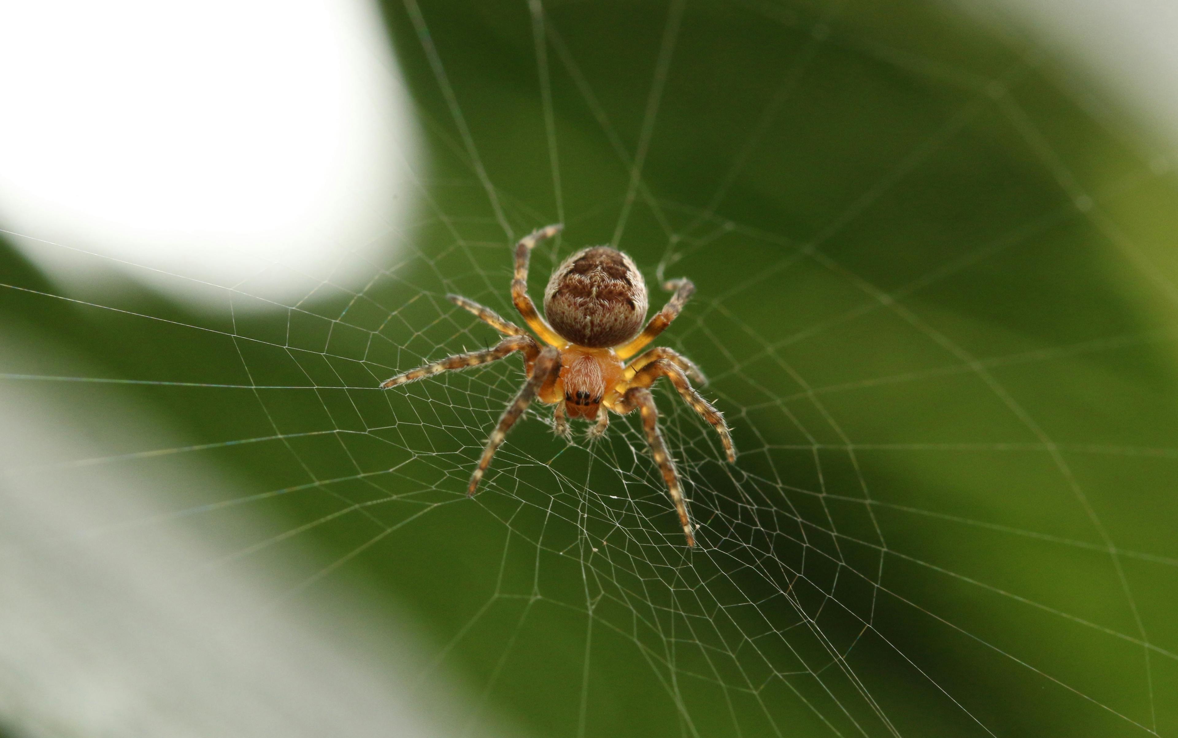 Spider (pixabay.com)